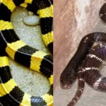 snakes-1781774691