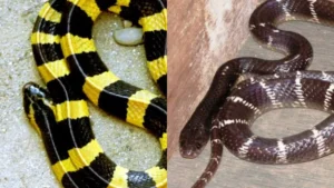 snakes-1781774691
