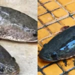 viralfish-1780411807