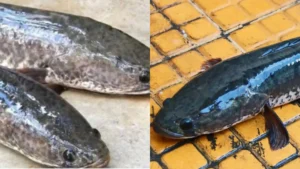 viralfish-1780411807