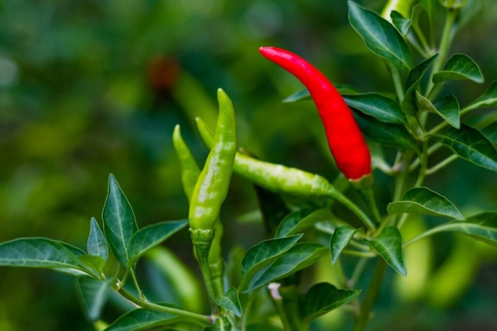 Green-chilies-VS-red-chilies-2026-07-4785bff715757b9bc56eb0504a6654dc-1200x800-1