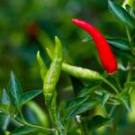 Green-chilies-VS-red-chilies-2026-07-4785bff715757b9bc56eb0504a6654dc-1200x800-1
