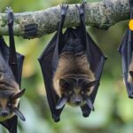 HYP_5863005_batshangupsidedown1_2-1200x800-1