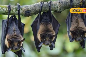 HYP_5863005_batshangupsidedown1_2-1200x800-1