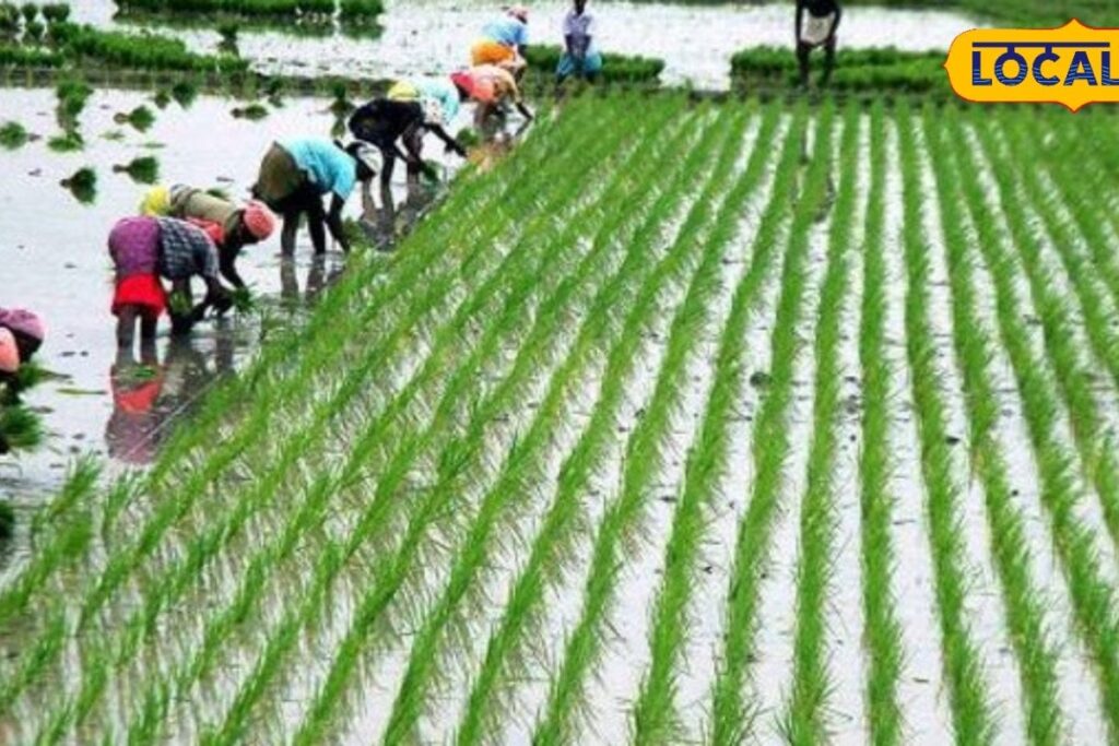 HYP_5866435_cropped_15072026_145938_farmeragriculter6001525347_1-1200x800-1