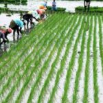 HYP_5866435_cropped_15072026_145938_farmeragriculter6001525347_1-1200x800-1