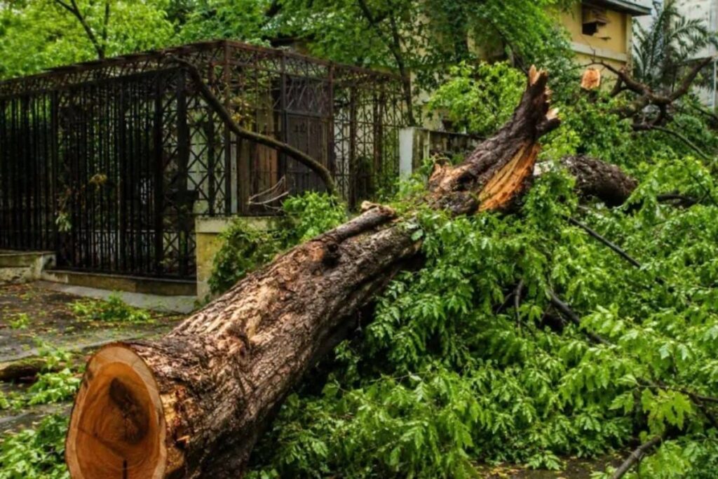 Tree-2026-07-6380316d5659ee5bcdd6f1393cadc9cc-1200x800-1