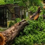 Tree-2026-07-6380316d5659ee5bcdd6f1393cadc9cc-1200x800-1