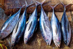 Weight-loss-fish-12-2026-06-99ff7655c00a3b7d49378fa81154ae76-1200x800-1