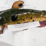 catfishhome-83111785324010