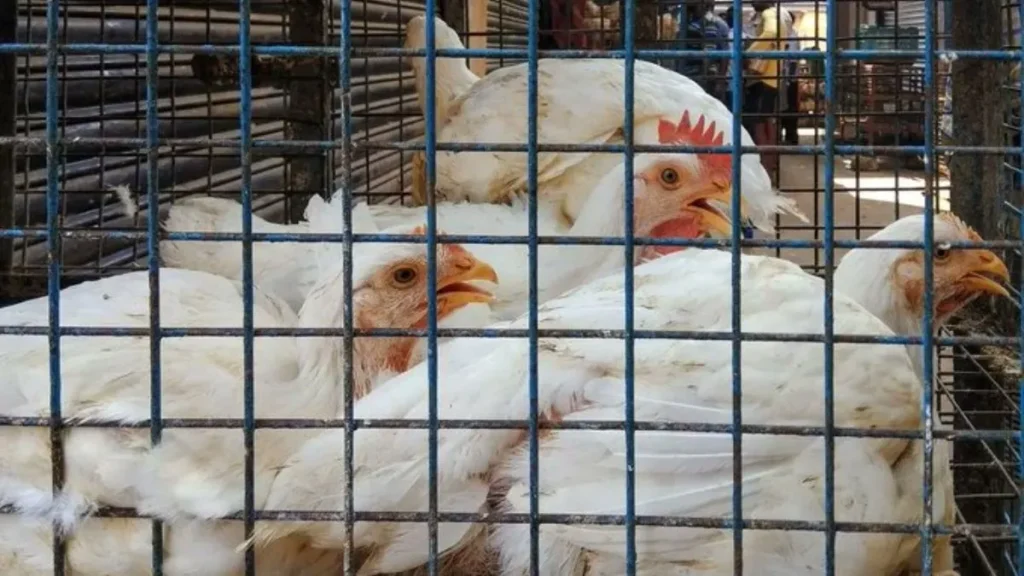 chicken-44461785211078