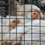 chicken-44461785211078
