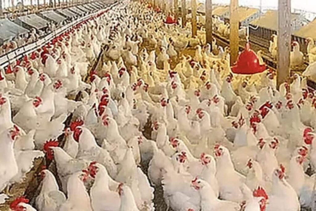chicken-shop-2026-07-fd4c6af07ab532bc93259b8095d1fc6d-1200x800-1