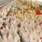 chicken-shop-2026-07-fd4c6af07ab532bc93259b8095d1fc6d-1200x800-1