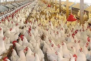 chicken-shop-2026-07-fd4c6af07ab532bc93259b8095d1fc6d-1200x800-1