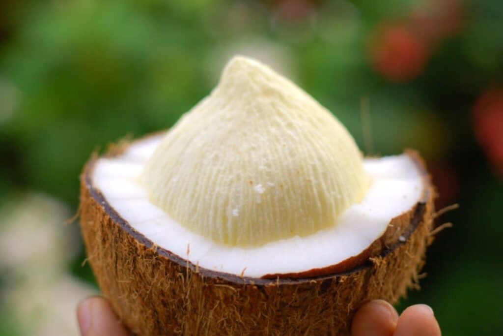 coconut-flower-2-2026-07-8fea8966fa6a862c951fc0ca929dd271-1200x800-1