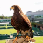 hawkhome-27581783929600