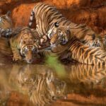india-tiger-conservation-2026-07-9306c7ce93bca93d59aae172f2fec7d0-1200x800-1