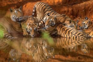 india-tiger-conservation-2026-07-9306c7ce93bca93d59aae172f2fec7d0-1200x800-1