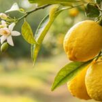 lemon-2026-07-8052238d23b836dabbc5b4105ba2dcf0-1200x800-1