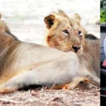 lionate-37021783697932