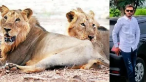 lionate-37021783697932