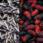 mulberry-1-2026-07-75e18f08f3dfdac0125266df3ab68229-1200x800-1