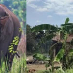 nepalelephant1-76441784020431