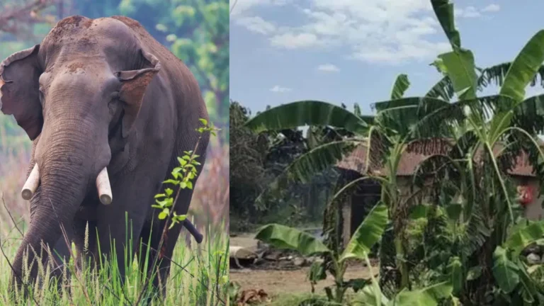 nepalelephant1-76441784020431