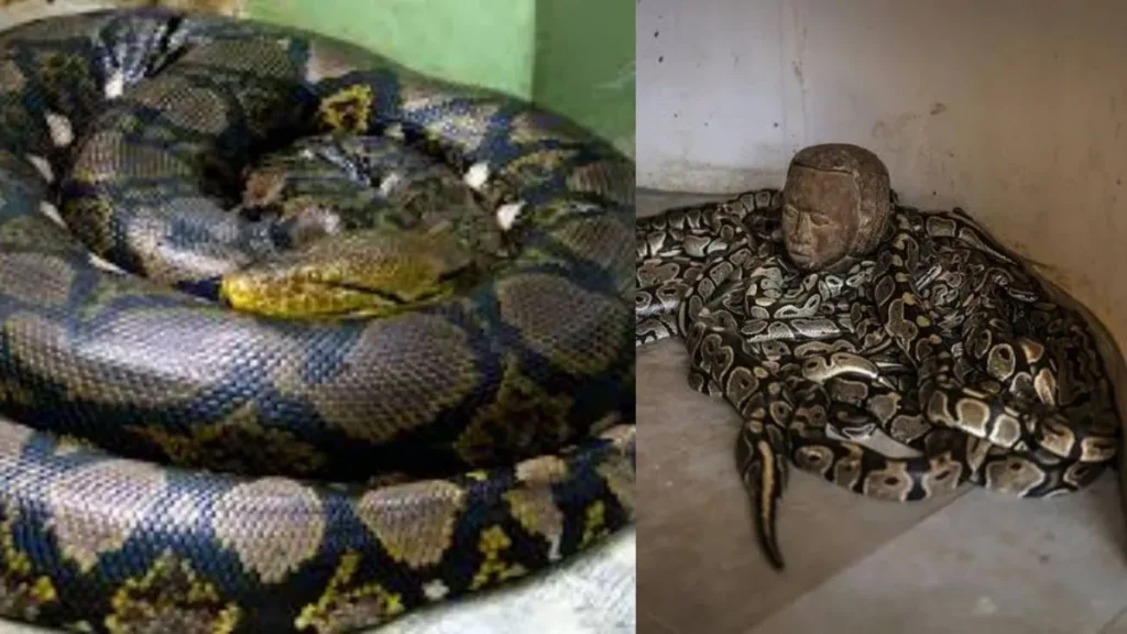 python-94831783699853