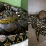 python-94831783699853