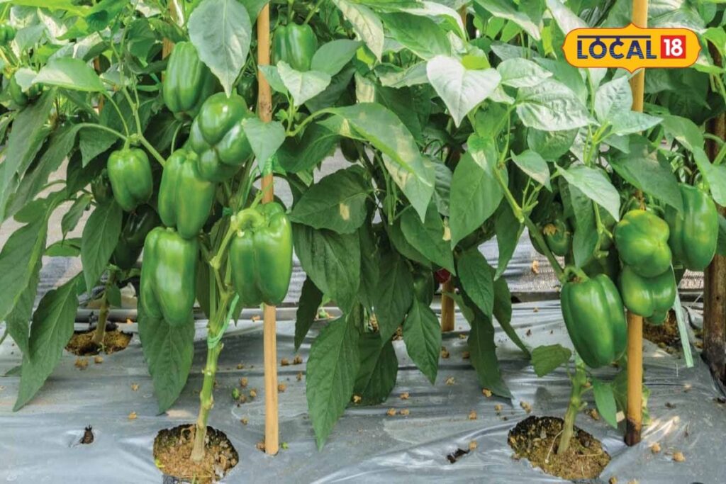 HYP_6542746_capsicumfarming_wm_1787861784648_3-1200x800-1