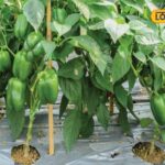 HYP_6542746_capsicumfarming_wm_1787861784648_3-1200x800-1