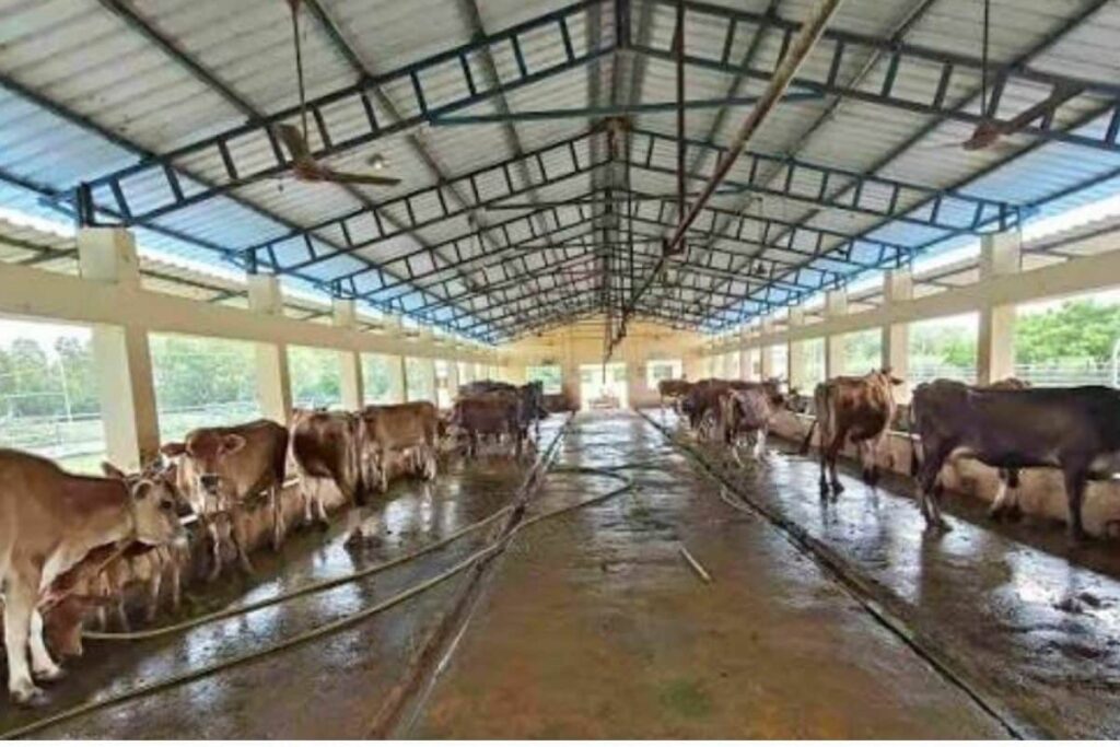 Livestock-sector-2026-08-9364e1e5f0680abeeb4d6e2a15afeda3-1200x800-1
