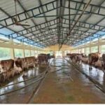 Livestock-sector-2026-08-9364e1e5f0680abeeb4d6e2a15afeda3-1200x800-1
