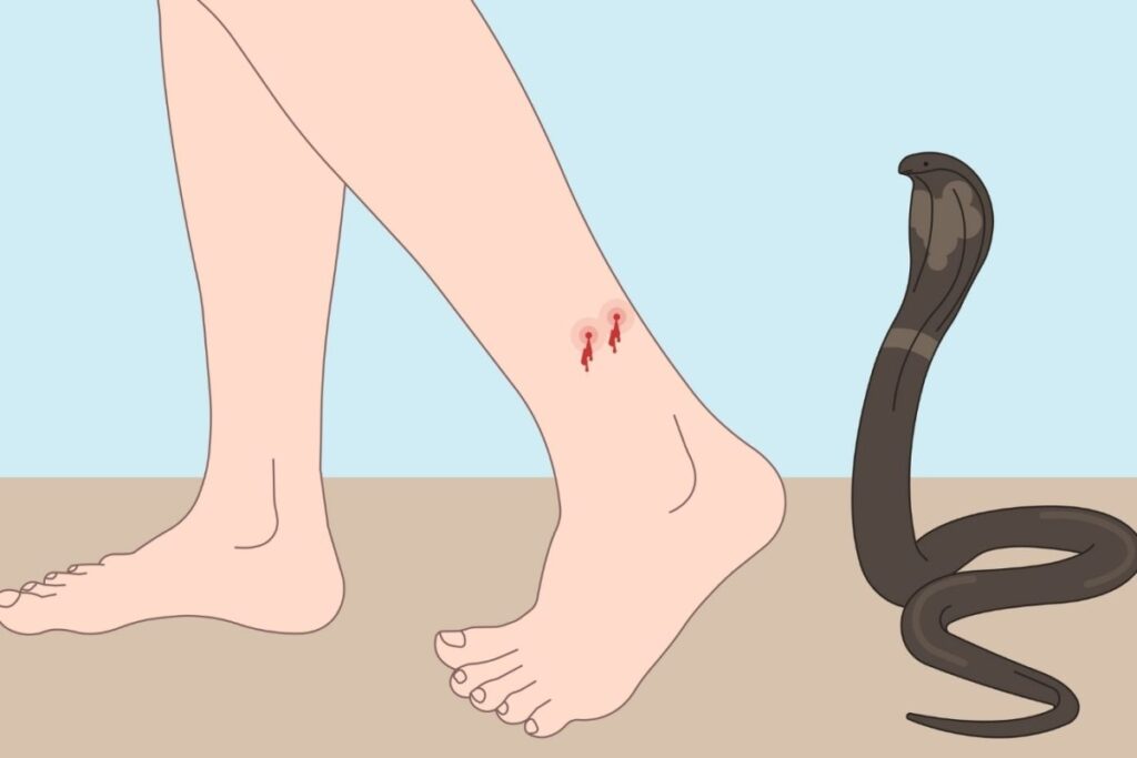 Snake-Bite-2026-08-565791fb09dda83b95d0e89967d3764b-1200x800-1