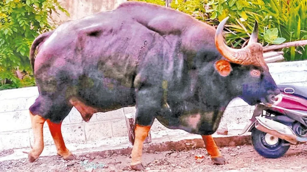 bull-tile-88221786010385