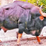 bull-tile-88221786010385