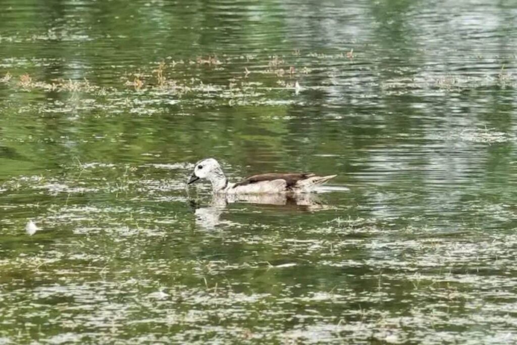 china-duck-2026-08-58209b0a164cf7afd148f47e7861b2d7-1200x800-1