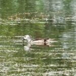china-duck-2026-08-58209b0a164cf7afd148f47e7861b2d7-1200x800-1