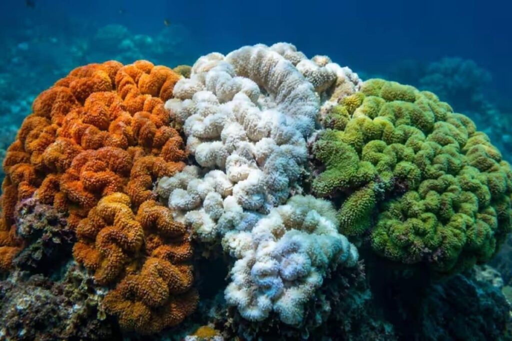 coral-2026-08-e1ac8ba6c2e052da5ec3c74520281f3b-1200x800-1