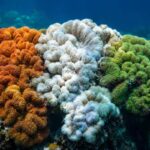 coral-2026-08-e1ac8ba6c2e052da5ec3c74520281f3b-1200x800-1