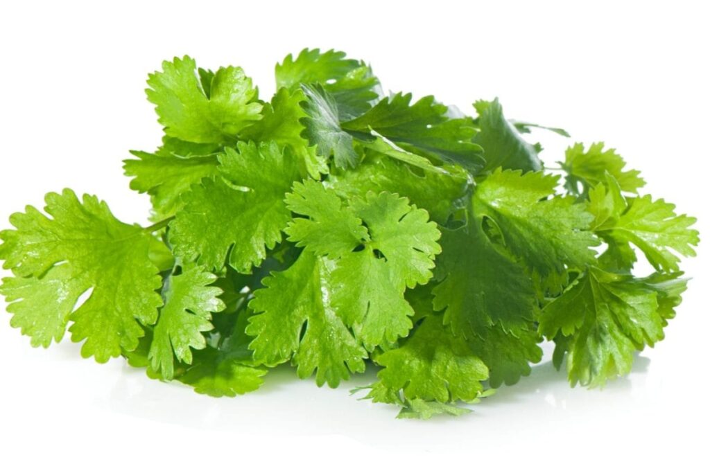 coriander-leaves-3-2026-08-828c89ea027e97b3e78ee15f7c23dd74-1200x800-1