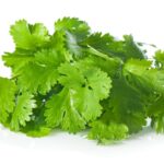 coriander-leaves-3-2026-08-828c89ea027e97b3e78ee15f7c23dd74-1200x800-1
