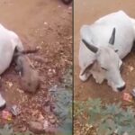 cow-2026-08-2175e917937cd1154c0a6908f58b4c4e-1200x800-1