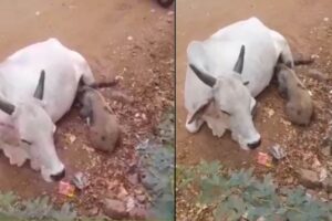 cow-2026-08-2175e917937cd1154c0a6908f58b4c4e-1200x800-1