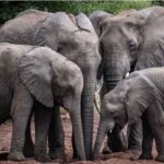 elephant-1-2026-08-630a84022ad237df92543844e4760e14-1200x800-1