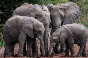 elephant-1-2026-08-630a84022ad237df92543844e4760e14-1200x800-1