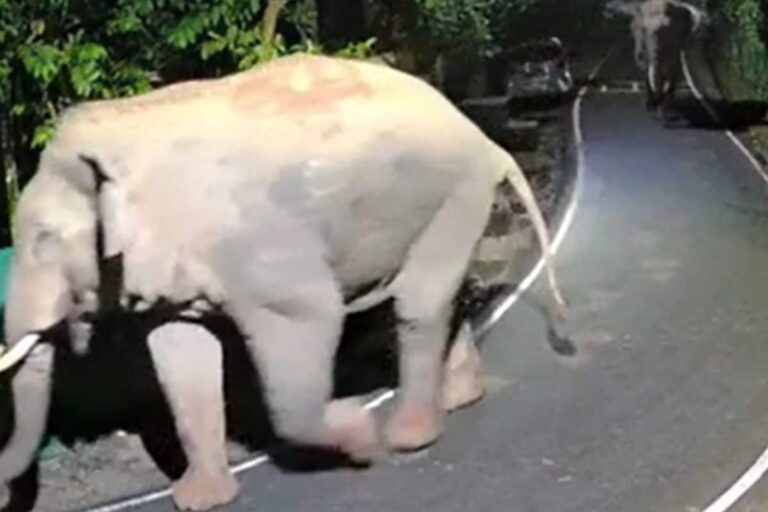 elephant-2026-08-7a6283d0860f37047a54b7c5a838011e-1200x800-1