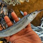 fish-2026-08-efdcb7458fe8e8a9aa4dc64c1a99ee39-1200x800-1
